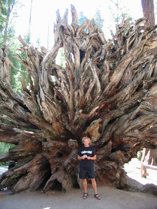 2002-09-21 (37) Redwoods